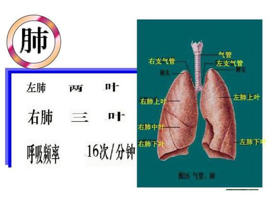 新冠病毒到底对患者的肺做了什么