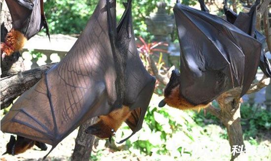 十大具备超自然能力的神秘生物