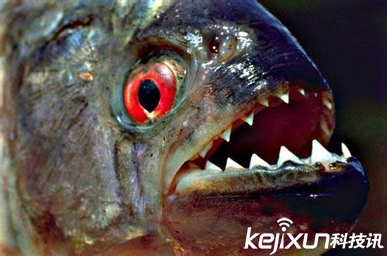 十大具备超自然能力的神秘生物